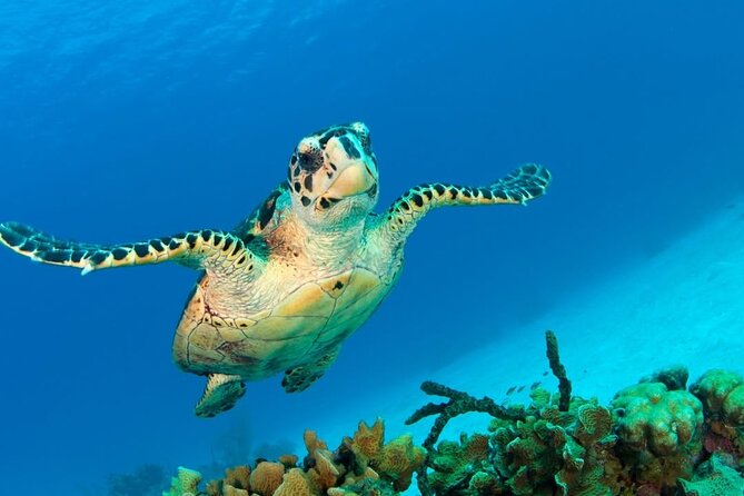 Snorkeling adventure at Puerto Morelos Reef National Park - Service style: guides on the water vs. the coordinator on land