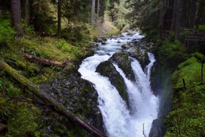 Sol Duc, Lake Crescent, and Hurricane Ridge Guided Tour in Olympic National Park - Sol Duc Falls: a 2-mile roundtrip through a forest canyon