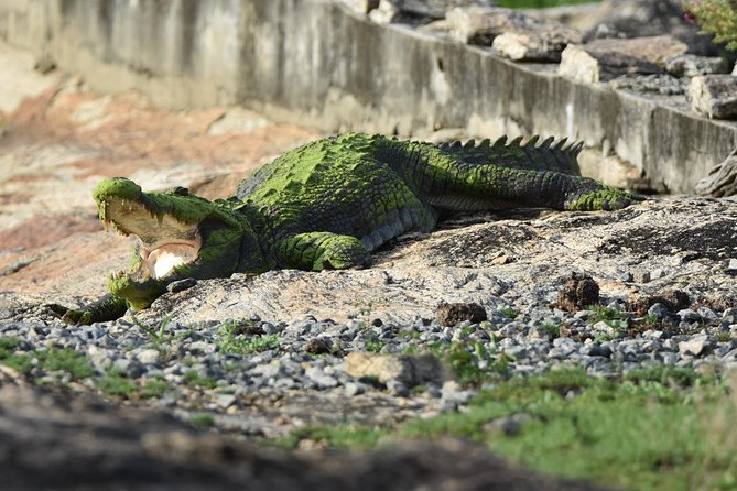 Special Leopard Safari Tour in Yala National Park by Malith & the team - Why the 4–5:15 AM pickup matters in Yala