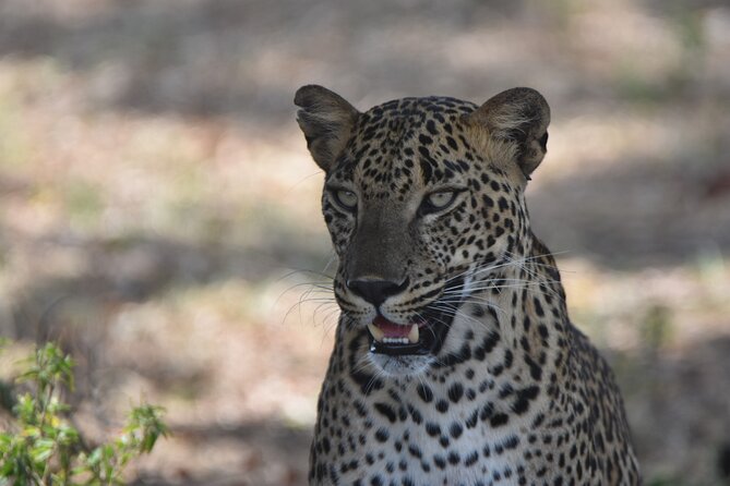 Special Leopard Safari Tour in Yala National Park by Malith & the team - The animal loop from 6–11 AM: what you can realistically expect