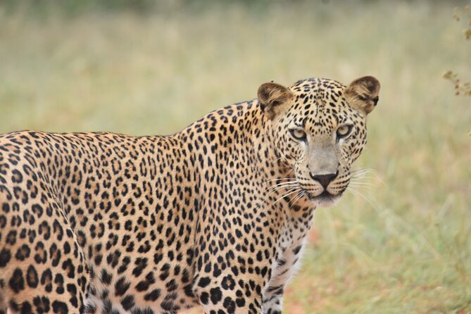 Special Leopard Safari Tour in Yala National Park by Malith & the team - Picnic lunch and early-day comfort (without breaking the pace)
