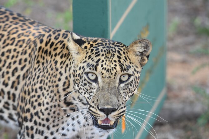 Special Leopard Safari Tour in Yala National Park by Malith & the team - Transport, group size, and the guide factor (Malith and Deesha)