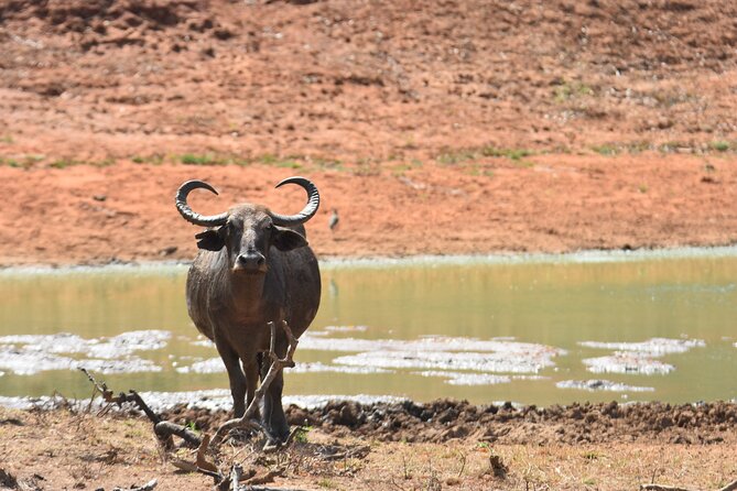 Special Leopard Safari Tour in Yala National Park by Malith & the team - Price and value: $85 plus what you may pay at the entrance