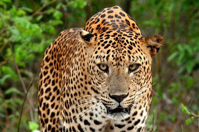 Special Leopard Safari Tour in Yala National Park by Malith & the team - What to pack and how to use the early hours well