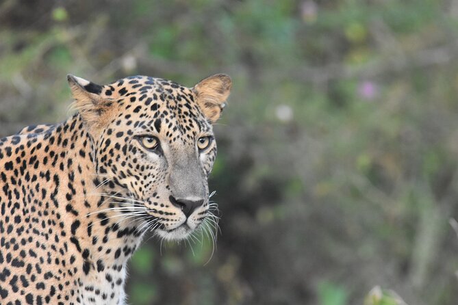 Special Leopard Safari Tour in Yala National Park by Malith & the team - Ticket office, gate waiting, and why early access helps