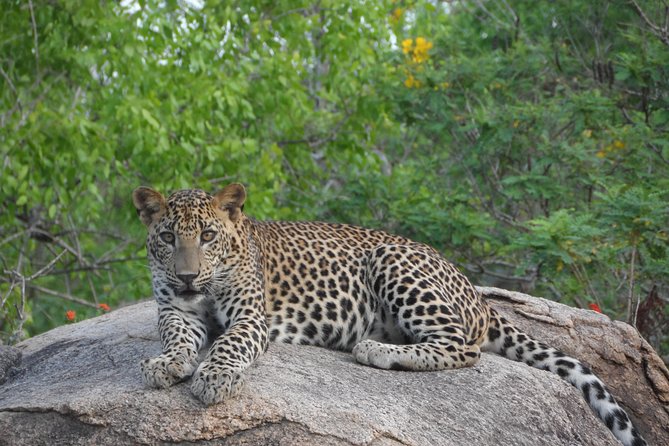 Special leopards safari Yala National park - 04.30 am to 11.30 am - The morning schedule (04:30 am to 11:30 am) and how the time feels