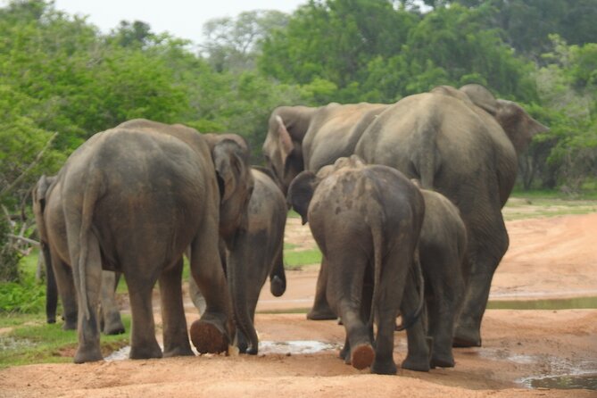 Special leopards safari Yala National park - 04.30 am to 11.30 am - What you’ll actually see in Yala (beyond just leopards)
