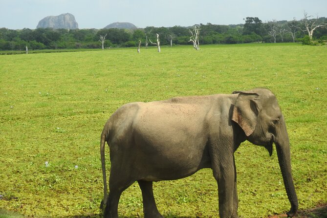 Special leopards safari Yala National park - 04.30 am to 11.30 am - Binoculars and breakfast: small extras that make a real difference