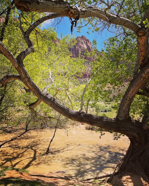 Springdale: Guided eBike Tour in Zion National Park - Who should book this eBike tour in Springdale