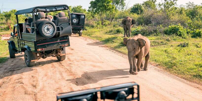 Sri Lanka: 2-Day wildlife tour; rainforest and National park - Key things I think are worth knowing