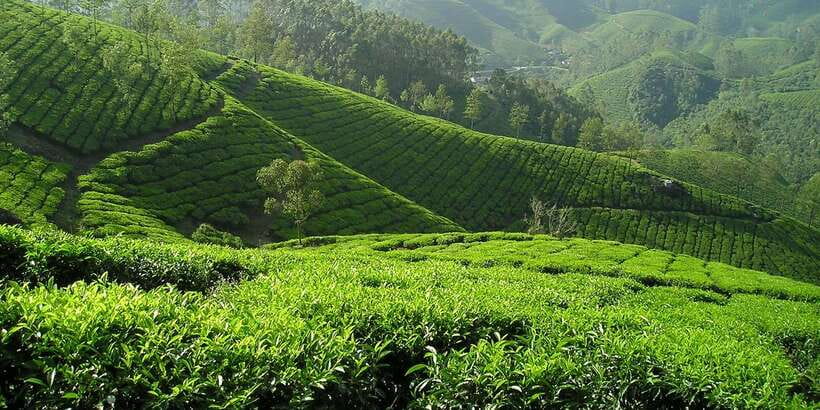 Sri Lanka: 2-Day wildlife tour; rainforest and National park - Price and value: $350 for a compressed wildlife + rail + tea day