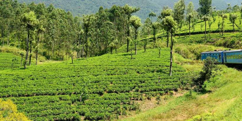 Sri Lanka: 2-Day wildlife tour; rainforest and National park - Sinharaja rainforest trek: where the guide turns birds and trees into a story