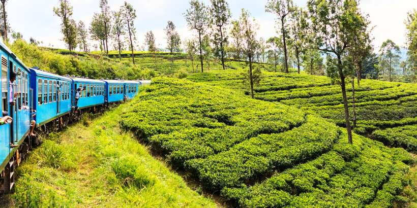 Sri Lanka: 2-Day wildlife tour; rainforest and National park - Ella to Nuwara Eliya on the hill country blue train: slow views you actually remember