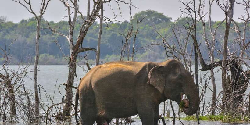 Sri Lanka: 2-Day wildlife tour; rainforest and National park - Ceylon tea trail: plantation + tea factory, and how to handle the sales side