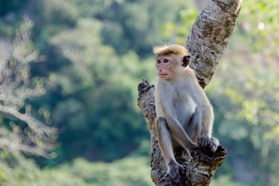 Sri Lanka: 2-Day wildlife tour; rainforest and National park - Weather and packing: the temperature swing is real