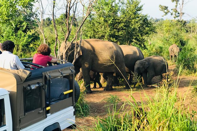 Sri Lanka Wild Life Uniqe Safari 26 - The Main Stop at Hurulu Eco Park: Your 2 Hours on Safari