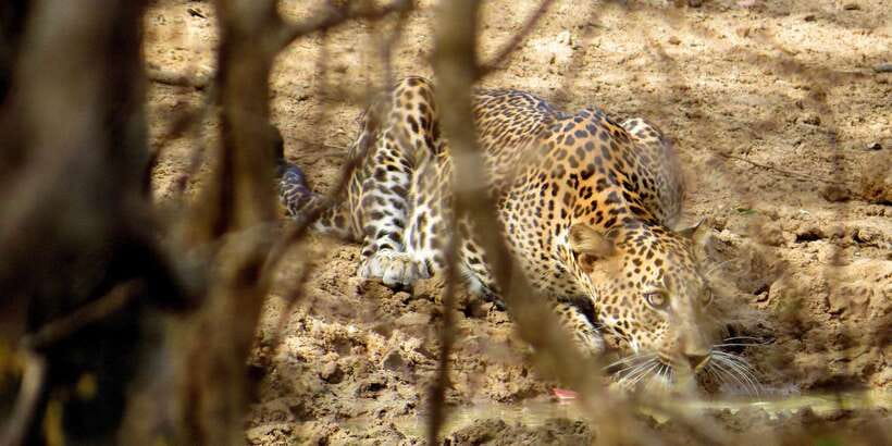 Sri Lanka: Yala National Park Private Safari - Key highlights