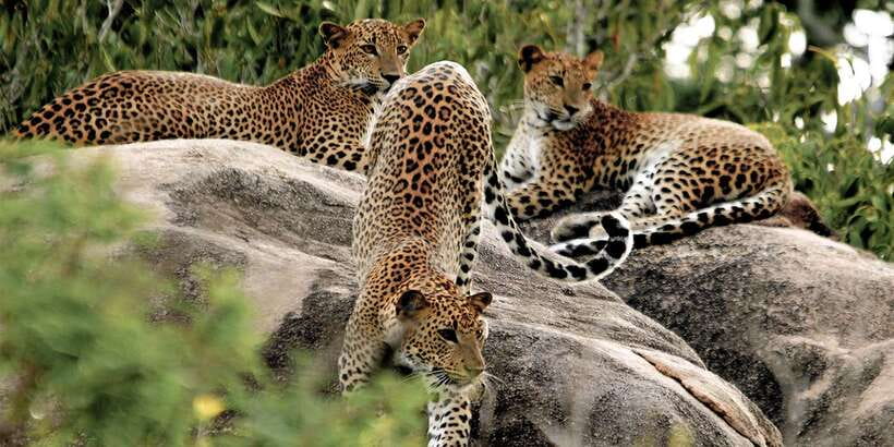 Sri Lanka: Yala National Park Private Safari - Yala National Park: why it’s famous for leopards and elephants