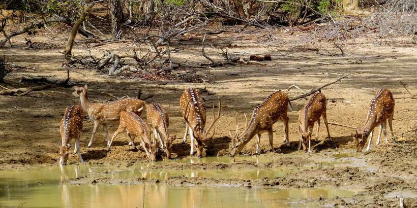 Sri Lanka: Yala National Park Private Safari - Wildlife viewing inside Yala: what to watch for (and why it’s worth it)