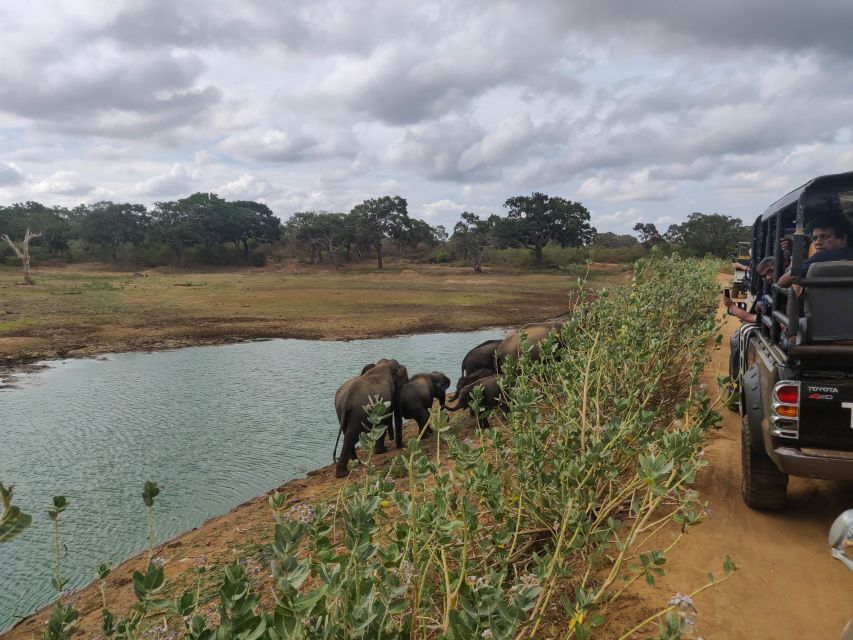 Sri Lanka: Yala National Park Private Safari - The timing choice: dawn vs dusk lighting and animal behavior