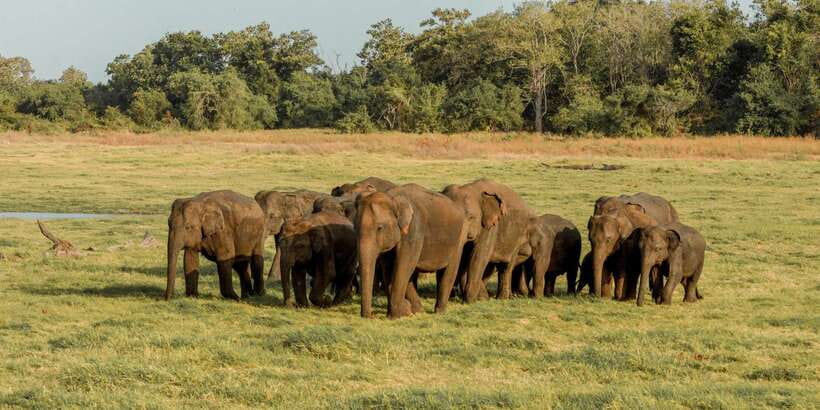 Sri Lanka: Yala National Park Private Safari - What the driver-tracker does (and why that’s the real value)