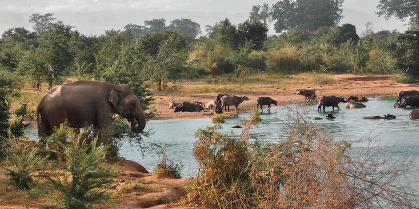 Sri Lanka: Yala National Park Private Safari - Duration reality check: 3 hours on the clock, safari time feels longer
