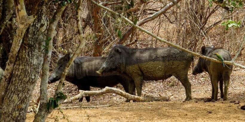 Sri Lanka: Yala National Park Private Safari - Price and value: $43 for a private jeep, but tickets and meals are extra