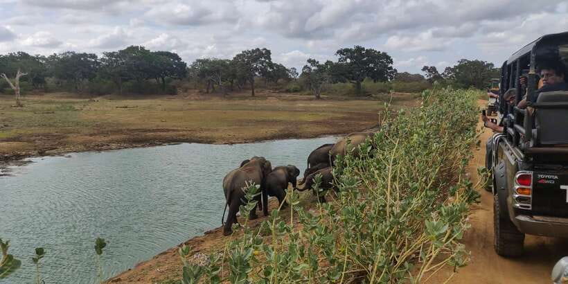 Sri Lanka: Yala National Park Private Safari - The private jeep ride: roof open means better spotting and photos