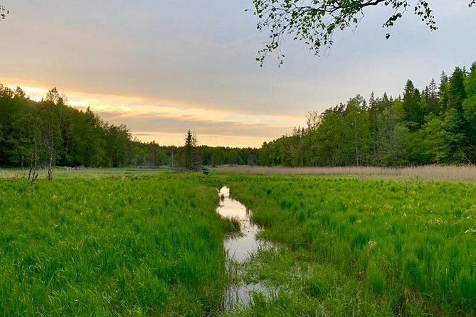 Stockholm: Sunset Hike in Tyresta National Park with Meal - Key highlights you’ll actually feel on the walk