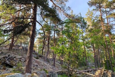 Stockholm: Sunset Hike in Tyresta National Park with Meal - Getting there from Stockholm: Gullmarsplan and the green line