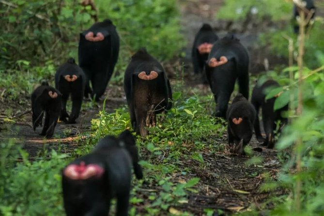 Sulawesi Tangkoko National Park Private Tour - Price and Value: Why $99 Can Work (If You Use It Right)