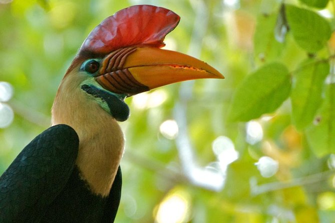 Sulawesi Tangkoko National Park Private Tour - Morning Pickup in Manado at 8:30am: Your Day Starts Smooth