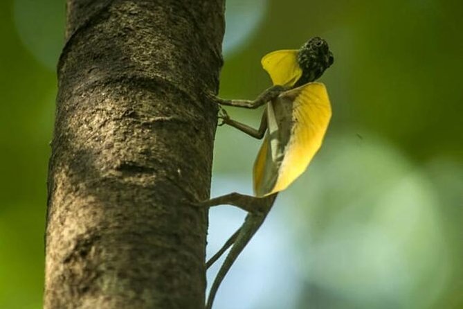 Sulawesi Tangkoko National Park Private Tour - Lunch Time: Included Fuel for a Long Wildlife Shift