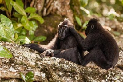 Sulawesi Tangkoko National Park Private Tour - Tangkoko Reserve for Four Hours: Birds, Tarsiers, and the Endemic Hunt