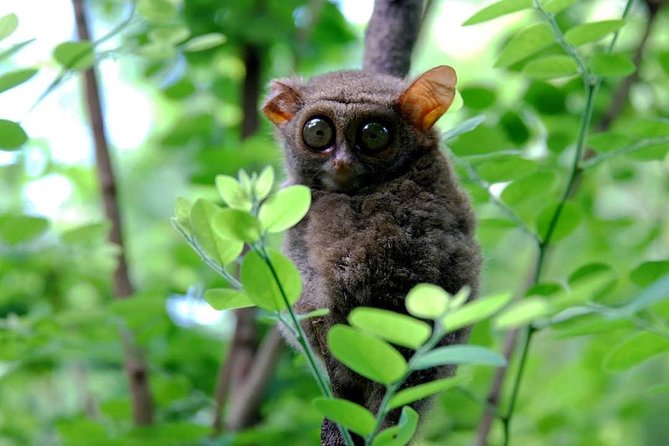Sulawesi Tangkoko National Park Private Tour - Back to Manado Around 8pm: What to Do After the Park