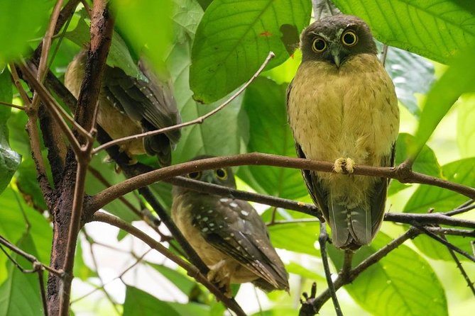 Sulawesi Tangkoko National Park Private Tour - Who This Private Tour Fits Best