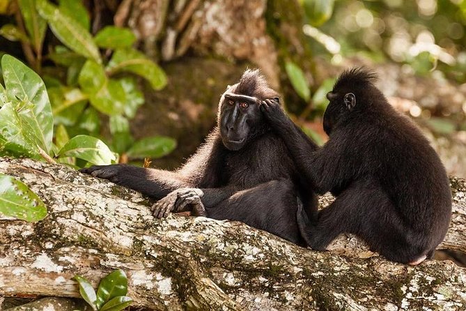 Sulawesi Tangkoko National Park Private Tour - Tangkoko Reserve for Four Hours: Birds, Tarsiers, and the Endemic Hunt