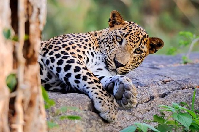 Super Luxury Jeep Safari at Yala National Park - Key things to know before you go