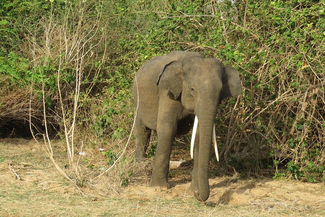 Super Luxury Jeep Safari at Yala National Park - What makes the jeep experience feel “super-luxury” in practice