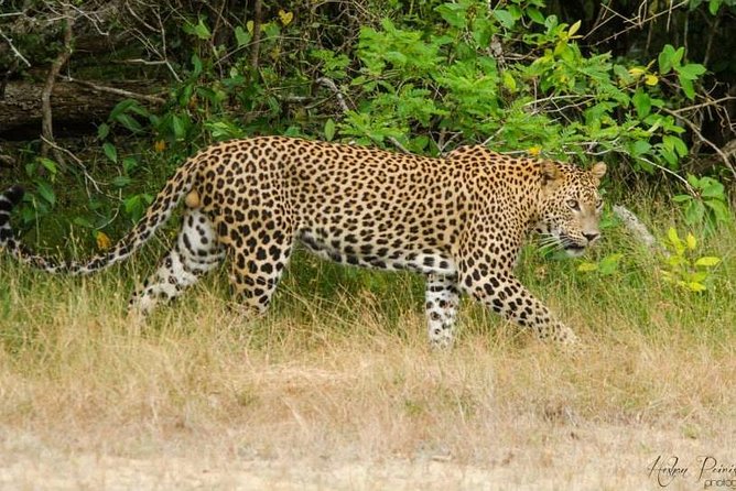Super Luxury Jeep Safari at Yala National Park - How pickup and getting there usually works