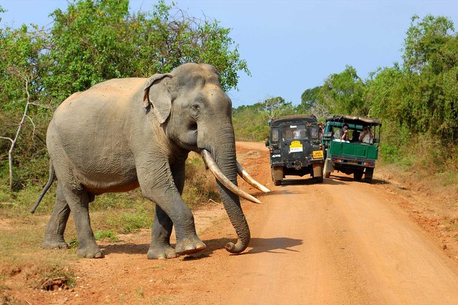 Super Luxury Jeep Safari at Yala National Park - The animals you’re targeting (and why the tracker matters)