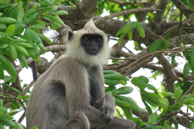 Super Luxury Jeep Safari at Yala National Park - Comfort and practical perks you’ll actually use