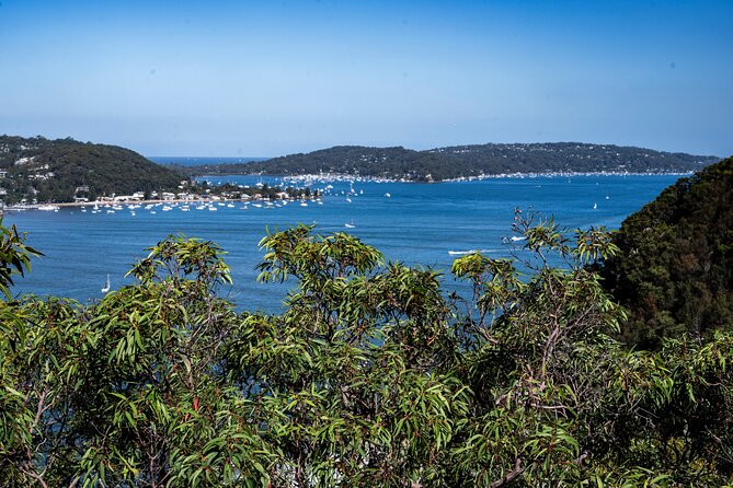 Sydney: Ku-ring-gai Chase National Park with Hike, Swim, Picnic - Mooney Mooney Oyster Shed: optional but excellent for seafood lovers