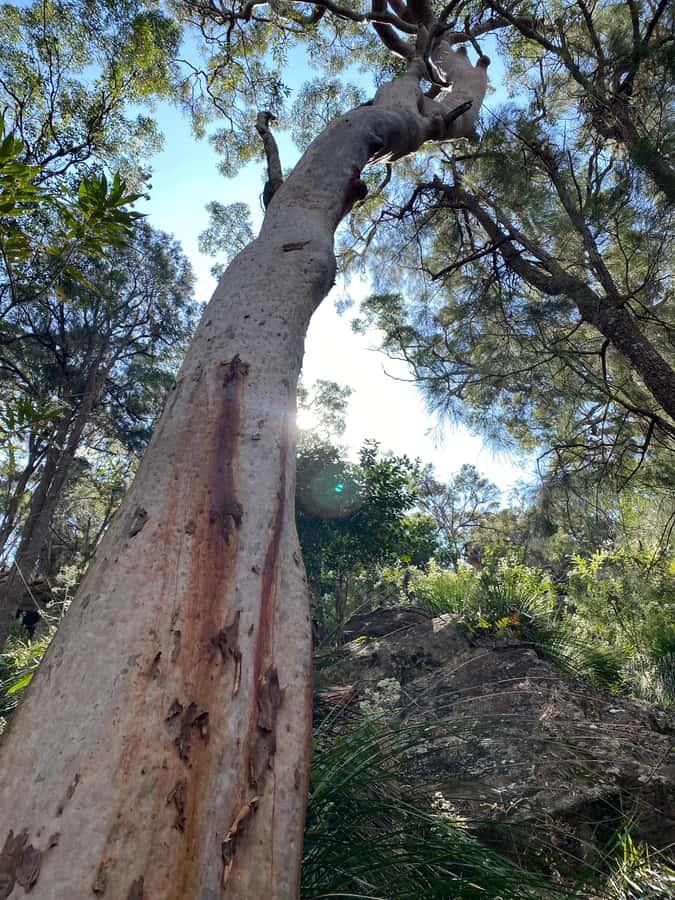 Sydney: Ku-ring-gai National Park with Hike, Beach & Picnic - Where Ku-ring-gai Chase really shines: bush, water, and quiet views
