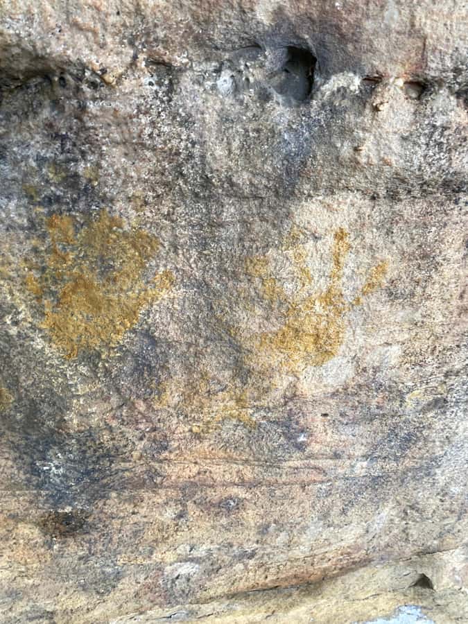 Sydney: Ku-ring-gai National Park with Hike, Beach & Picnic - Wildlife: what you can hope to spot (and how to actually see it)