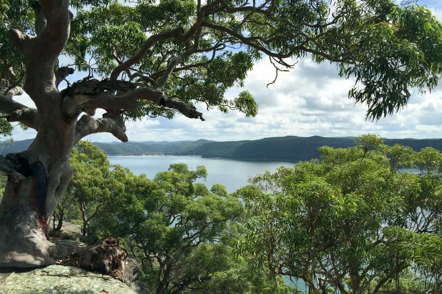 Sydney: Northern Beaches and Ku-ring-gai National Park Tour - Northern Beaches and Ku-ring-gai in 7 hours: how this day flows