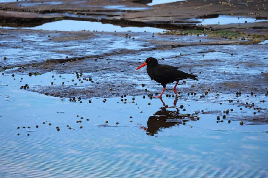 Sydney: Royal National Park private day tour - What you’ll notice on the trail: native plants, birds, and an echidna moment