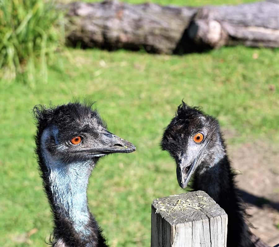 Sydney: Royal National Park private day tour - Bald Hill lookout and Sea Cliff Bridge: coastal views in two bites