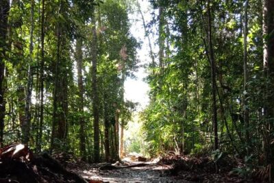 Taman Negara National Park Day Tour (SIC - Join In Tour) - Getting into the park: permits, camera license, and first steps