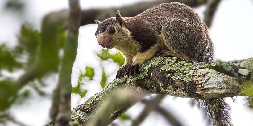 Tangalle/Hiriketiya: Yala National Park Safari - The English guide and animal learning you’ll actually use